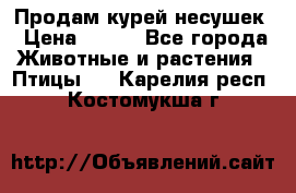 Продам курей несушек › Цена ­ 350 - Все города Животные и растения » Птицы   . Карелия респ.,Костомукша г.